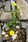 Ranunculus hybridus